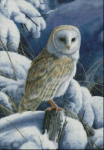 (image for) Barn Owl Perched